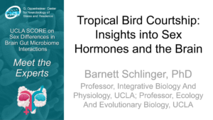 Tropical Bird Courtship: Insights into Sex Hormones and the Brain